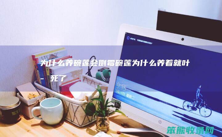 养碗莲会倒霉碗莲养着就叶子死了