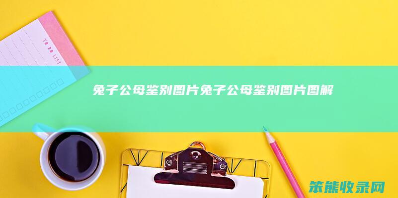 兔子公母鉴别图片兔子公母鉴别图片图解
