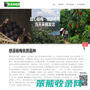 慈溪杨梅