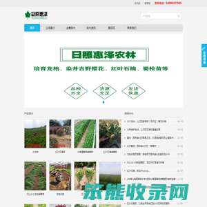 小龙柏,龙柏苗,龙柏床苗,嫁接小龙柏,龙柏树,龙柏球,龙柏工程苗