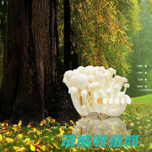 东营市菇健生物科技有限公司