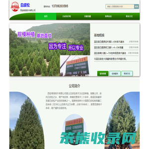 蓝田白皮松苗木网