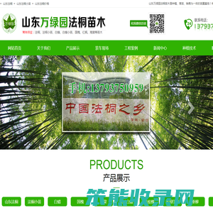 山东法桐苗