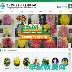 开封菊花