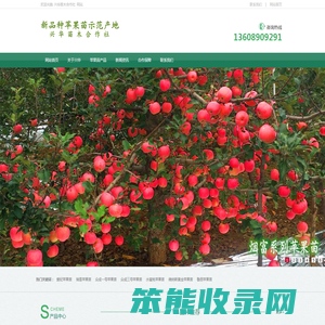 新品种苹果苗示范产地
