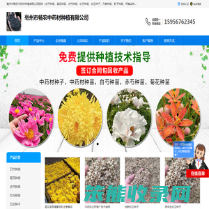 牡丹种苗价格