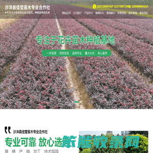 荆门佳莹苗木基地
