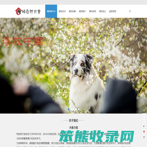 澳牧中国CKU注册专业澳洲牧羊犬澳牧幼犬繁殖基地