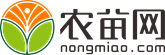 国槐价格