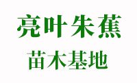 亮叶朱蕉价格
