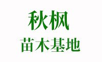 秋枫价格
